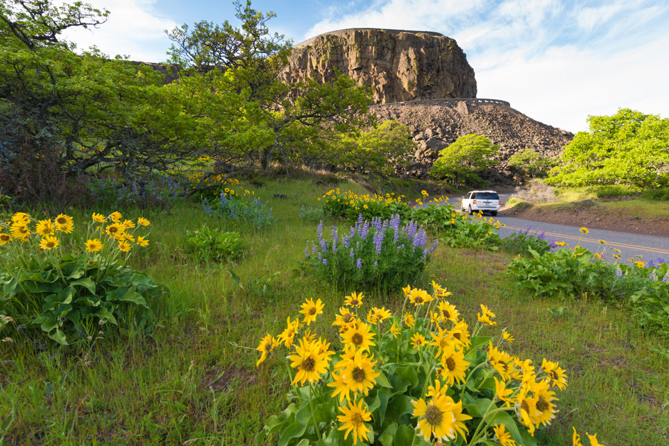 Wildflowers at Rowena Crest