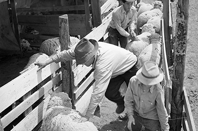 3 men in cowboy hats push and nudge sheep through a wood slat pen.