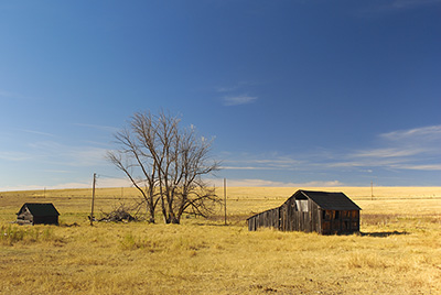 Golden grass under a blue sky with 2 rundown buildings standing next to a dead tree.