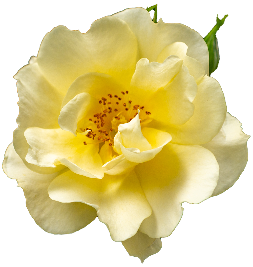 a yellow rose