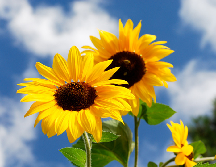 Yellow sunflower with blue sky and puffy white clouds in background.