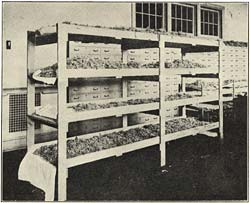 Four tiered drying racks hold trays of moss.