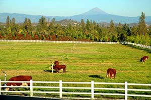 Fenced field with 5 cows grazing.