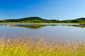 A lake with tall grass with seed heads on the front bank and green trees on the far bank.