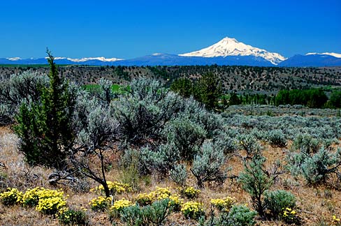 Snow covered mountain on the horizon with high desert vegitation in the foreground.