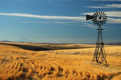 Golden grain field with old windmill.