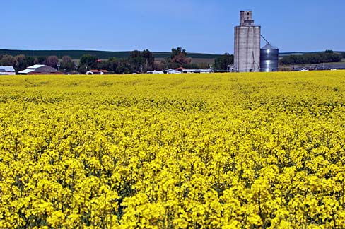 Field with yellow blooming canola flowers and a grain silo in the distance.