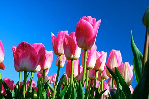 pink tulips