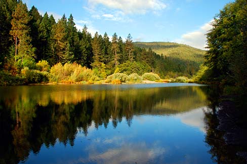 calm river with evergreen trees in the background