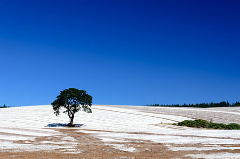 white fertilized corn field 