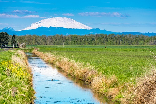 green field with Mount Saint Helens in the background