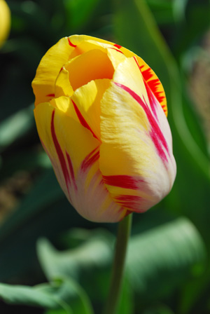 yellow and red tulip