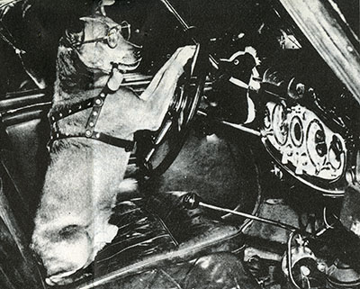 A dog with glasses poses with paws on a car steering wheel