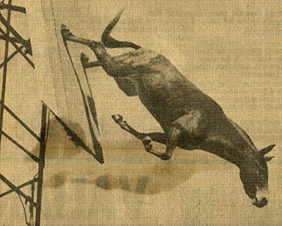 A mule dives into a pool