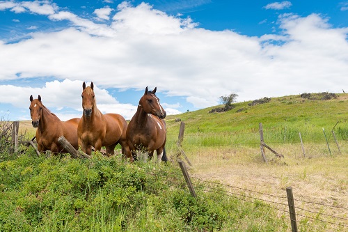 horses in pasture