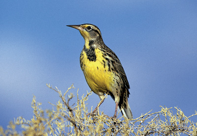 Western Meadowlark