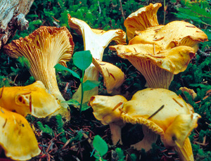 chanterelle mushrooms