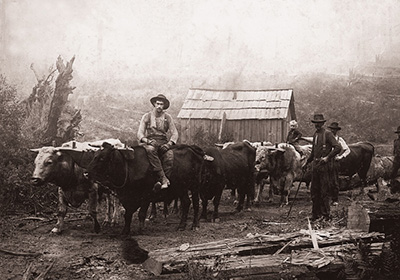 A team of about 6 or 7 oxen with men standing beside them. One man sits on top of one ox.