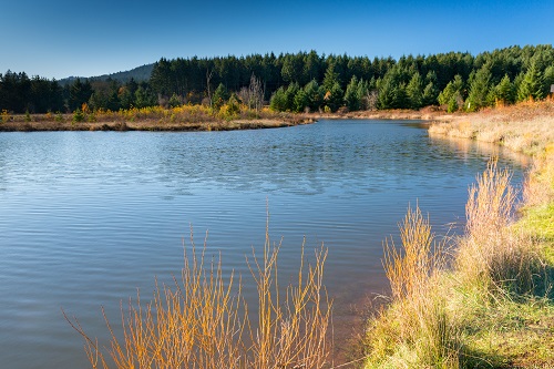 Calm waters in a pond with evergreen trees on far bank.