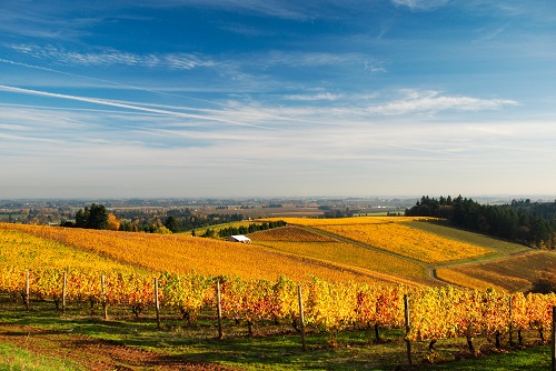 Low rolling hills. Grape vines in rows. Fall colors of yellow and orange.