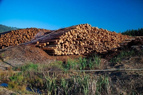 Piles of logs with sprinklers spraying over them. Fir trees are seen in the distance.