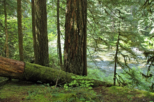 Lush green forest with old and new growth trees.