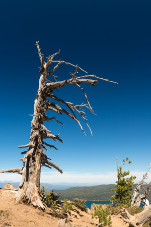 Dead tree snag on a ridge overlooking water and low hills below. Sky is a clear blue.