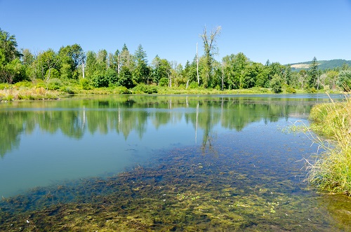 A still pond with both evergreen and deciduous trees lining bank as well as bushes and grasses.