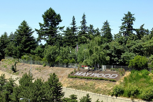 Name of Maywood city spelled out in hillside letters along a freeway. A combination of evergreen and deciduous vegetation around