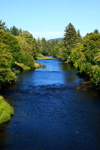 Gentle river with banks lined with thick trees, shurbs and grasses.