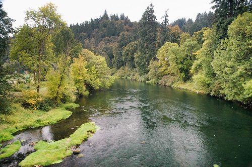 River flowing through lush, green vegetation. Trees of evergreen & deciduous, shrubs, grasses.