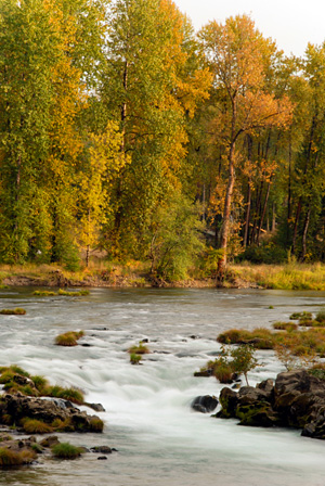 Deciduous trees with slight fall coloring line the bank of a river with rocky sides. Some vegetation is seen growing on rocks.