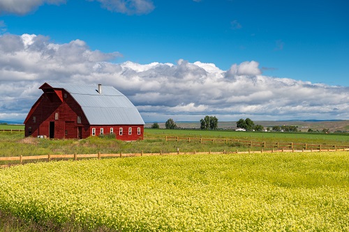 barn surrounded by yellow flowers