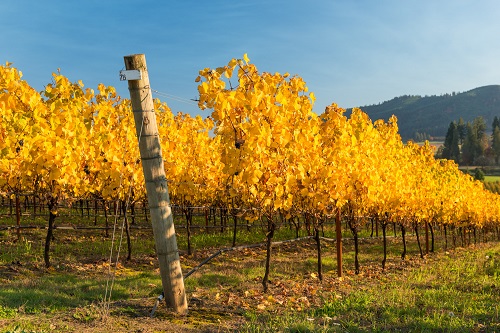 yellow leaves in autumn