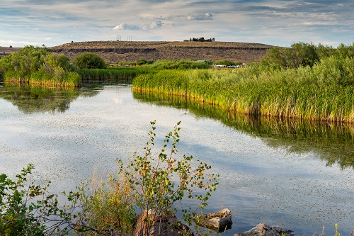 marshy waters