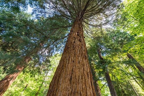 view of tree looking up towards the sky