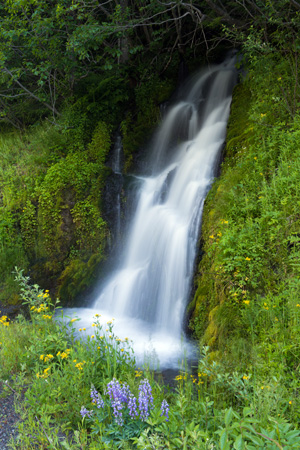 purple lupines and yellow flowers surrounding waterfall 