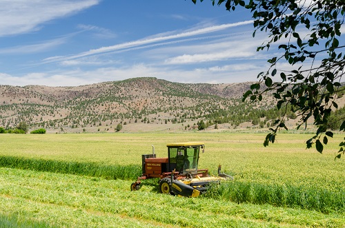 farmer harvesting his crop